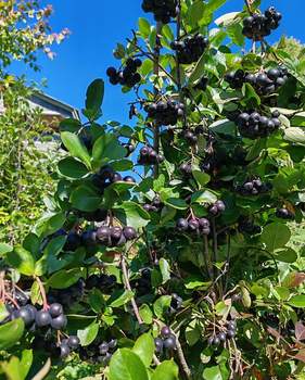 Дом 50м², 2-этажный, участок 6 сот.