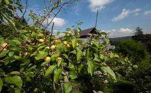 Дом 46м², 1-этажный, участок 7 сот.