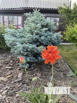 Дом 50м², 1-этажный, участок 6 сот.