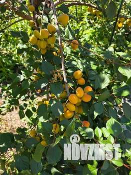 Коттедж 441м², 3-этажный, участок 8 сот.