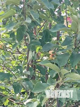 Дом 50м², 1-этажный, участок 8 сот.