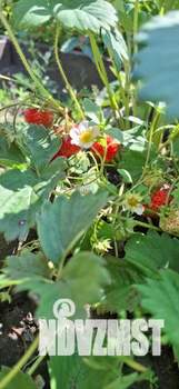 Дом 20м², 1-этажный, участок 6 сот.