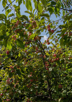 Дом 46м², 1-этажный, участок 7 сот.