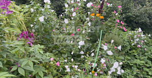 Дом 52м², 1-этажный, участок 7 сот.