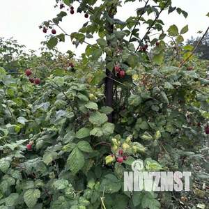 Дом 60м², 1-этажный, участок 6 сот.  