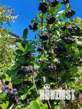 Дом 50м², 2-этажный, участок 7 сот.  