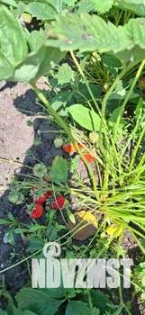 Дом 20м², 1-этажный, участок 6 сот.  