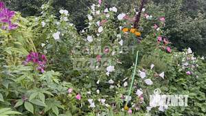 Дом 52м², 1-этажный, участок 7 сот.  