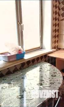 3-к квартира, на длительный срок, 56м2, 1/5 этаж